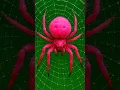 Top 5 Deadliest Spiders You Never Want to Meet