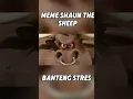 Download Lagu meme shaun the sheep - banteng stress #fitnugxd #memes #meme