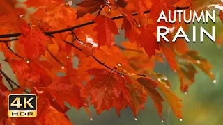 4K R Autumn Rain - Relaxing Rain Sounds for Sleeping