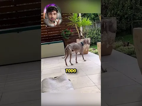 O Faisca tá muito magro 😭