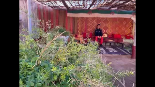 افراح مشرية ـ اغنية شغلت بالي 