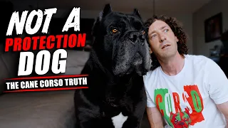 A Cane Corso Is NOT a Personal Protection Dog But they are a...