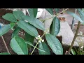 Lagu Mahkota Dewa // Makota Deva // മക്കോട്ടദേവ // Phaleria Macrocarpa