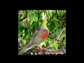 Download Lagu Merpati Hijau Ekor Baji Memanggil #satwaliar #himalaya