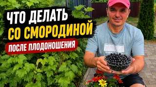 Что сделать со смородиной после сбора ягод- наглядное пособие