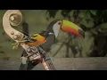 Raffi with Good Lovelies - The Birdies Sing (Official Video)
