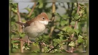 صوت دخلة بيضاء الحنجرة                              دندنها