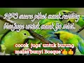 Download Lagu MP3 suara pikat cucak ranting vs cucak ijo mini@jahid channel