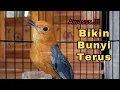 Download Lagu AMPUH ‼️ GACORKAN Anis Merah Susah Bunyi Pancingan NRAKTAK NGEPLONG Anis Merah | HW ANIS MERAH