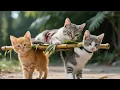 Download Lagu LIVE: Brave Kittens Are Saving Their Injured Mom Right Now – Don’t Miss This Touching Moment!