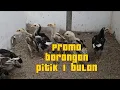 Download Lagu KANDANG BARU DI SERPONG PROMO ANAKAN