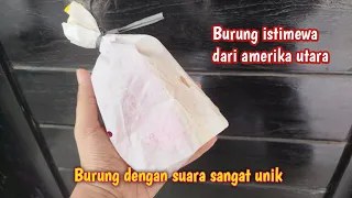 before it went viral you must have this special bird its sound is similar to the londo brush n 