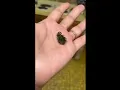Meet Mr Green Fig Beetle