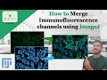 How to Merge different Immunofluorescence channels using ImageJ