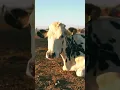 Download Lagu Animais da fazenda - Som do cavalo, ovelha, galinha, vaca, porco. #animaisdafazenda #somdosanimais