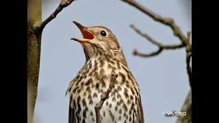 اقوى سكة سمنة لصيد الليل ٢٠٢٢ 