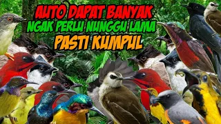 Download SUARA BURUNG SEGALA JENIS MP3❗SEKALI PUTAR PADA LANGSUNG NGUMPUL ‼️ MP3