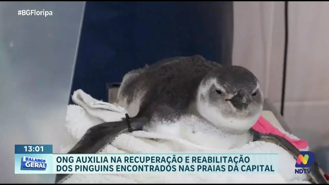 Pinguins debilitados recebem ajuda da ONG R3 Animal em Florianópolis