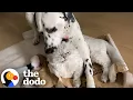 Download Lagu Grumpy Cat Judges Everything His Dalmatian Brother Does | The Dodo