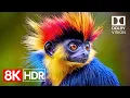 A World of Color Incredible 8K R 60fps Dolby Vision 8K 60fps