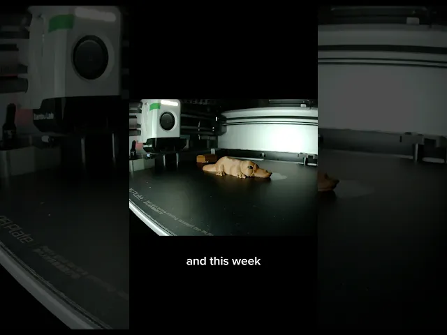 Platypus video thumbnail