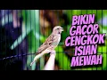 Download Lagu MASTERAN BLACKTHROAT GACOR SUARA JERNIH DURASI PANJANG BIKIN CEPET BUNYI KENARI PAUD CENGKOK MEWAH