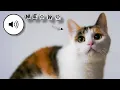 Download Lagu SUARA KUCING MEONG MEONG MEMANGGIL JANTAN / BETINA I Seru