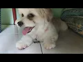 Mix maltese poodle shihtzu