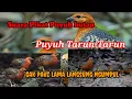 Download Lagu Suara pikat puyuh hutan // puyuh tarun-tarun // puyuh sumatera #burung #pikat