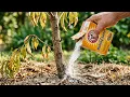 Nobody Tells You How Baking Soda Saves Struggling Peach Trees Cures Yellow Leaves Fast
