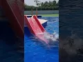 Dogs have a blast playing in the pool