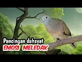 Masteran perkutut; waooow suara lembut memukau, bikin yang dengar terhanyut