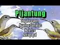 Download Lagu MASTERAN DAN PIKATAN PIJANTUNG GACOR #pijantung #pijantunggacor