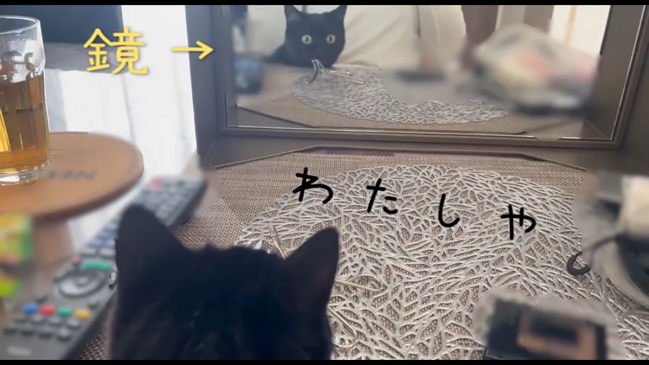 化粧をしている飼い主と鏡が気になる黒猫