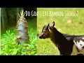 Will our goats eat our young bamboo shoots