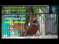 Download Lagu suara cililin tajam dan pedas sangat cocok untuk masteran murai kacer dan burung kicau lainnya,