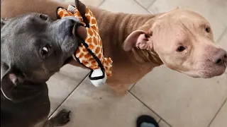 Talking Pitbull Hasn't Seen His Owner In A Year! Watch How Surprised They Are When He Walks In! 
