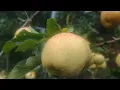 Download Lagu Valery soiul de măr românesc cu gust. superb