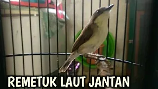 Download Ocehan Burung REMETUK LAUT Jantan GACOR BUKA PARUH MP3