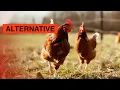 Alternative