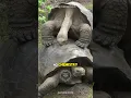 Download Lagu The Loneliest Animal On The Planet | Lonesome George 🐢