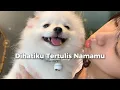 Download Lagu Aku ungkapkan cinta kuharap kau terima | BianGindas - Jawara Cinta (speed up)