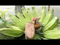 Download Lagu PELATUK BAWANG GACOR PANJA||Aurel bird collection
