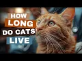 How Long Do Cats Live