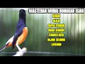 Download Lagu MASTERAN MURAI BATU ISIAN KENARI CILILIN LOVEBIRD KAPAS TEMBAK CUCAK JENGGOT COCOK BUAT MATERI MURAI