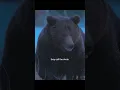 Download Lagu The more romantic one wins the female bear's heart#wildlife #animals #shorts #bear #video #nature
