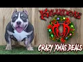 EXTREME AMERICAN BULLY PUPPIES FOR SALE FROM THE WORLD FAMOUS KILLINOIS KENNELS