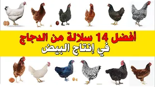 أفضل 14 نوع من الدجاج في إنتاج البيض دليلك الشامل في مشروع تربية الدجاج البياض 