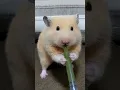 Download Lagu Tikus 😹😂 #hamster #hamsters #hewan #shorts #short #reels #tiktok #trending #trend #lucu #hewanlucu