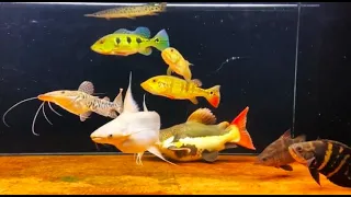 my monster fish community tank project amazing monster fish tank peacock bass oscar fish catfish